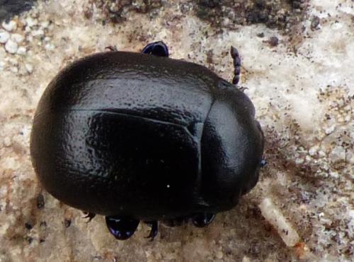 Chrysolina femoralis